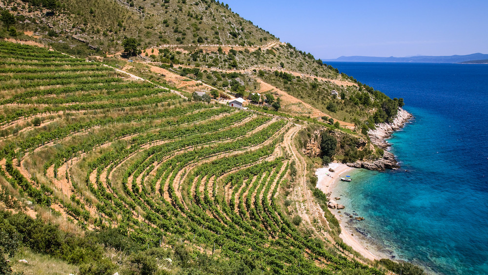 Wijnland Kroatië